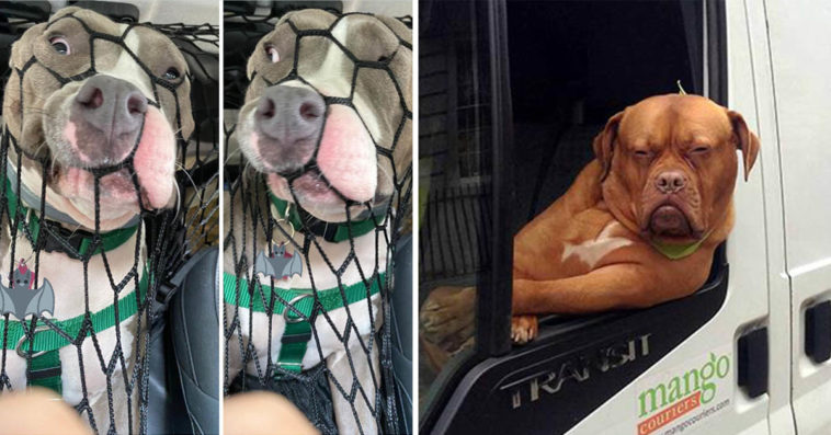 Hilarious Photos Of Dogs While Riding In Cars