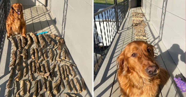 Golden Retriever Shows His Dad How Proud