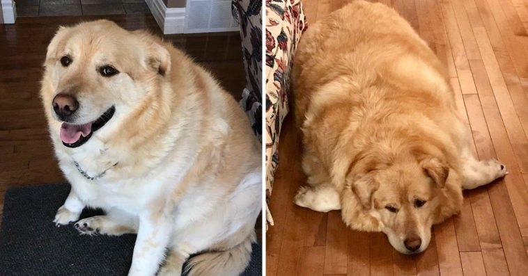 Overweight Golden Retriever Be Put Down