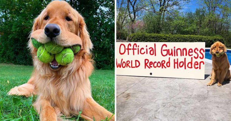 Dog Breaks Guinness World Record