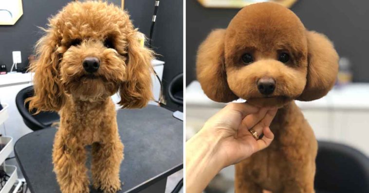 Dogs Before and After Visiting The Groomer