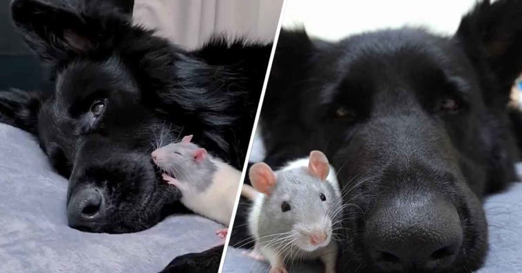 Tiny Rat Always Runs To His Giant Dog Friend