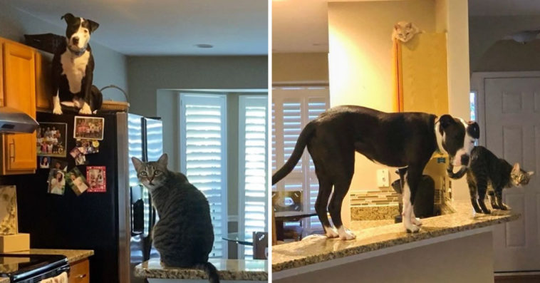 Rescue Pit Bull Thinks He’s A Cat
