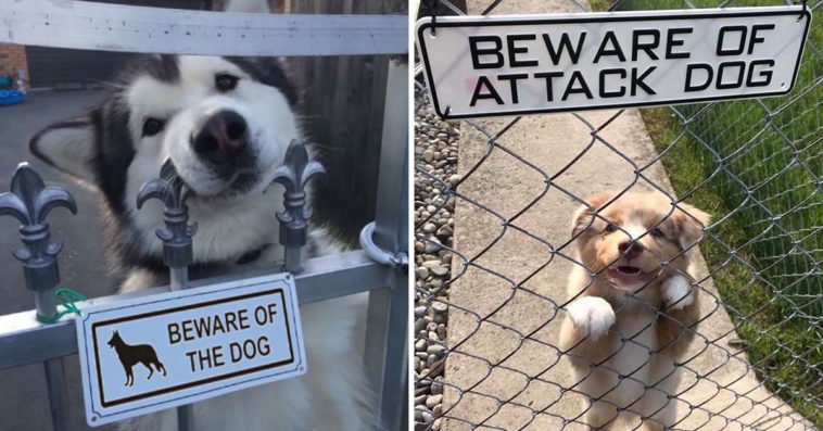 Beware Of Dog