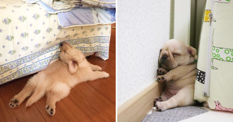 Dogs That Managed To Fall Asleep