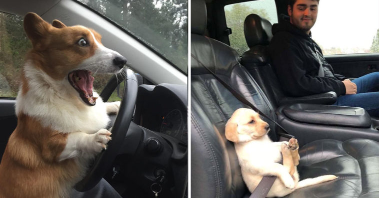Dogs That Love As Well As Hate Car Rides