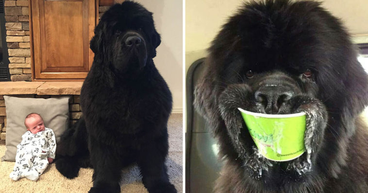 Funny newfie online videos