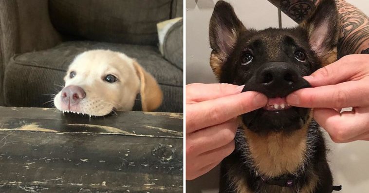 Derpy Dogs With Their Toofers