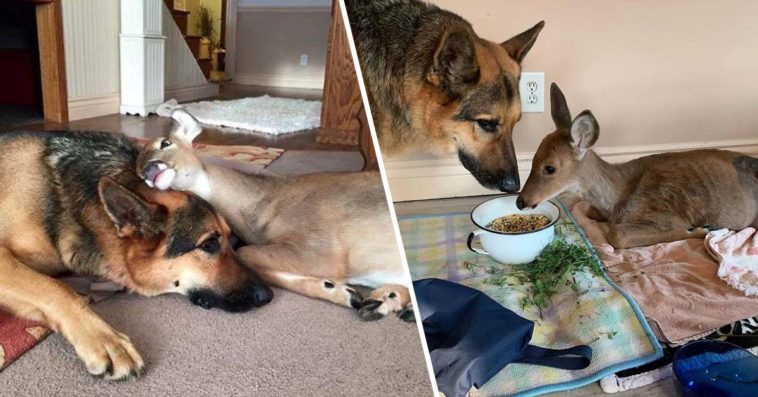 German Shepherd Dog Cares For Orphaned And Injured Fawns