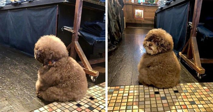 Fluffy Poodle