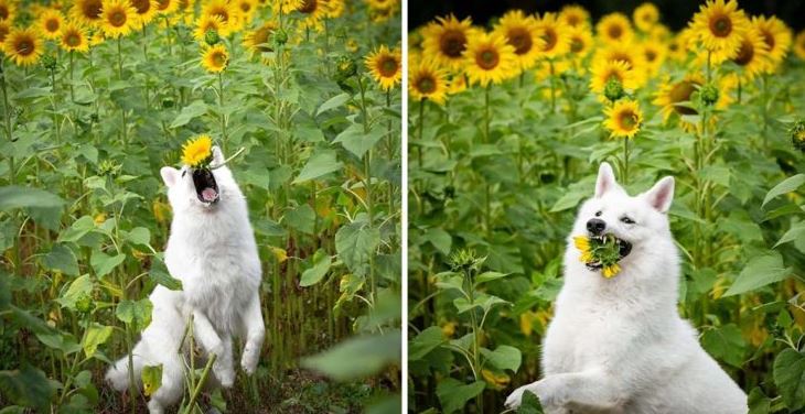 Dogs With Sunflowers