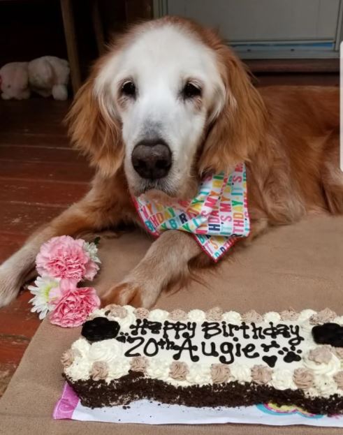 oldest golden retriever