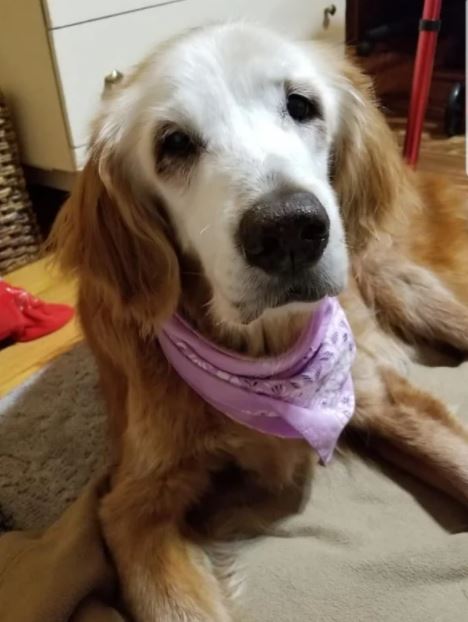 oldest golden retriever