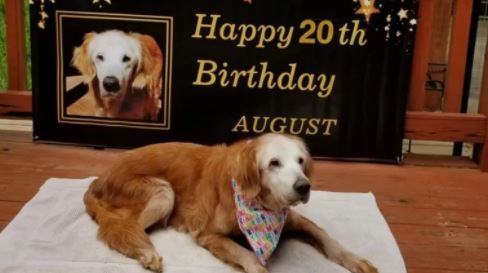 oldest golden retriever