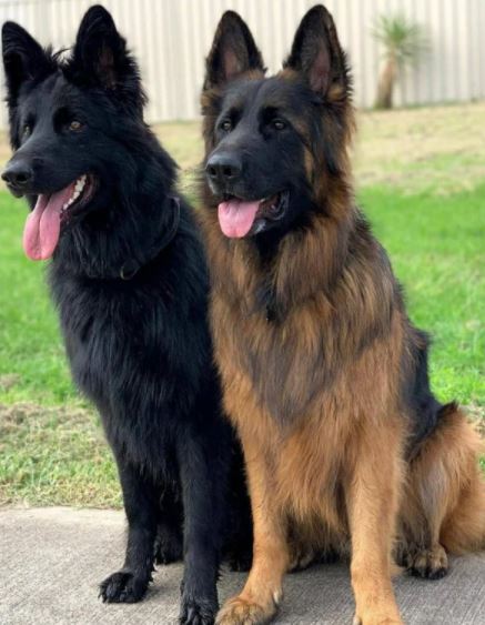 proving German shepherds