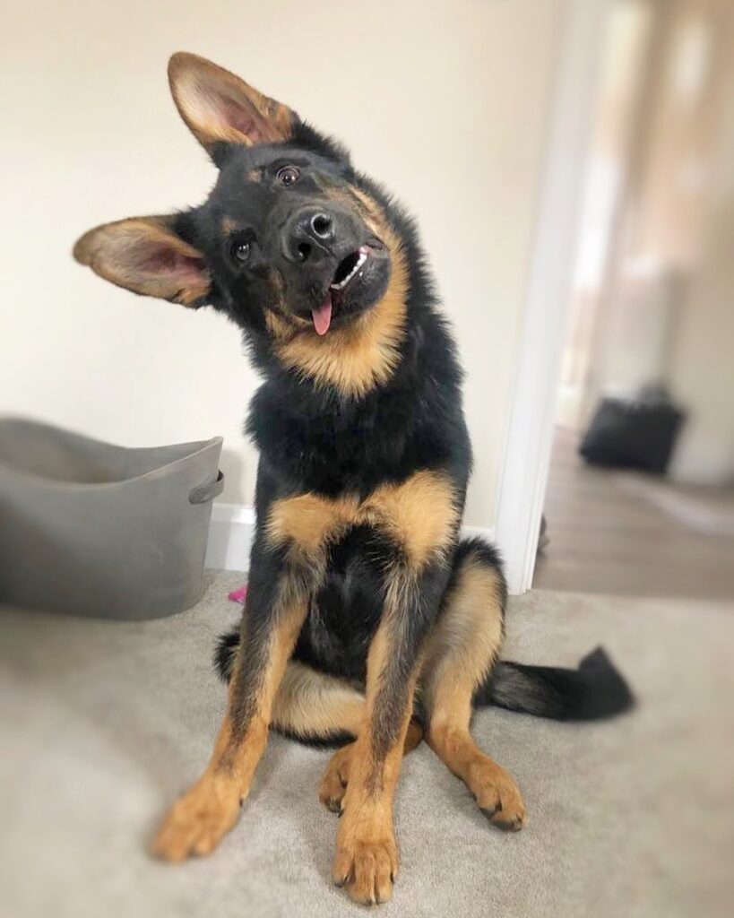 22 Adorable Photos Of Dogs Showing Off Their 'HeadTilting' Skills