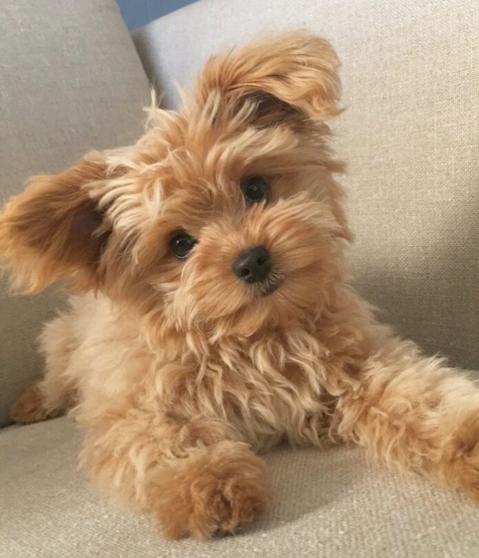 20 Pics Of Chunky Puppies That Look Exactly Like Teddy Bears