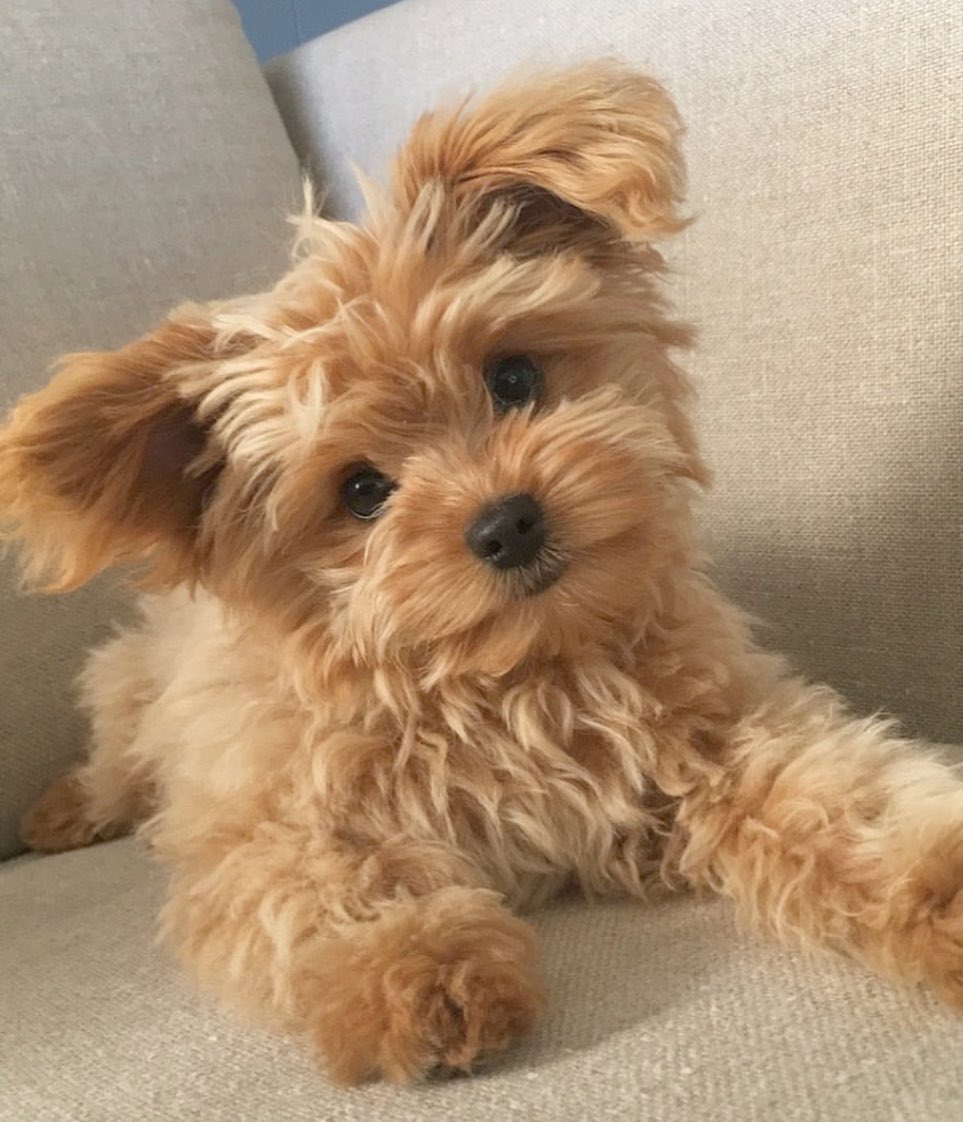 20 Pics Of Chunky Puppies That Look Exactly Like Teddy Bears | Dogs Addict