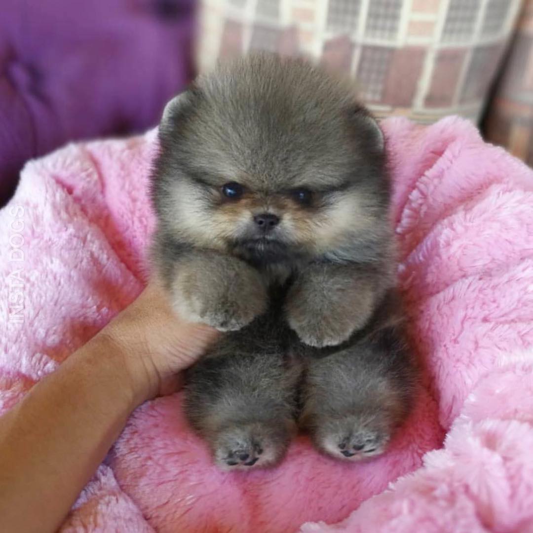 20 Pics Of Chunky Puppies That Look Exactly Like Teddy Bears | Dogs Addict