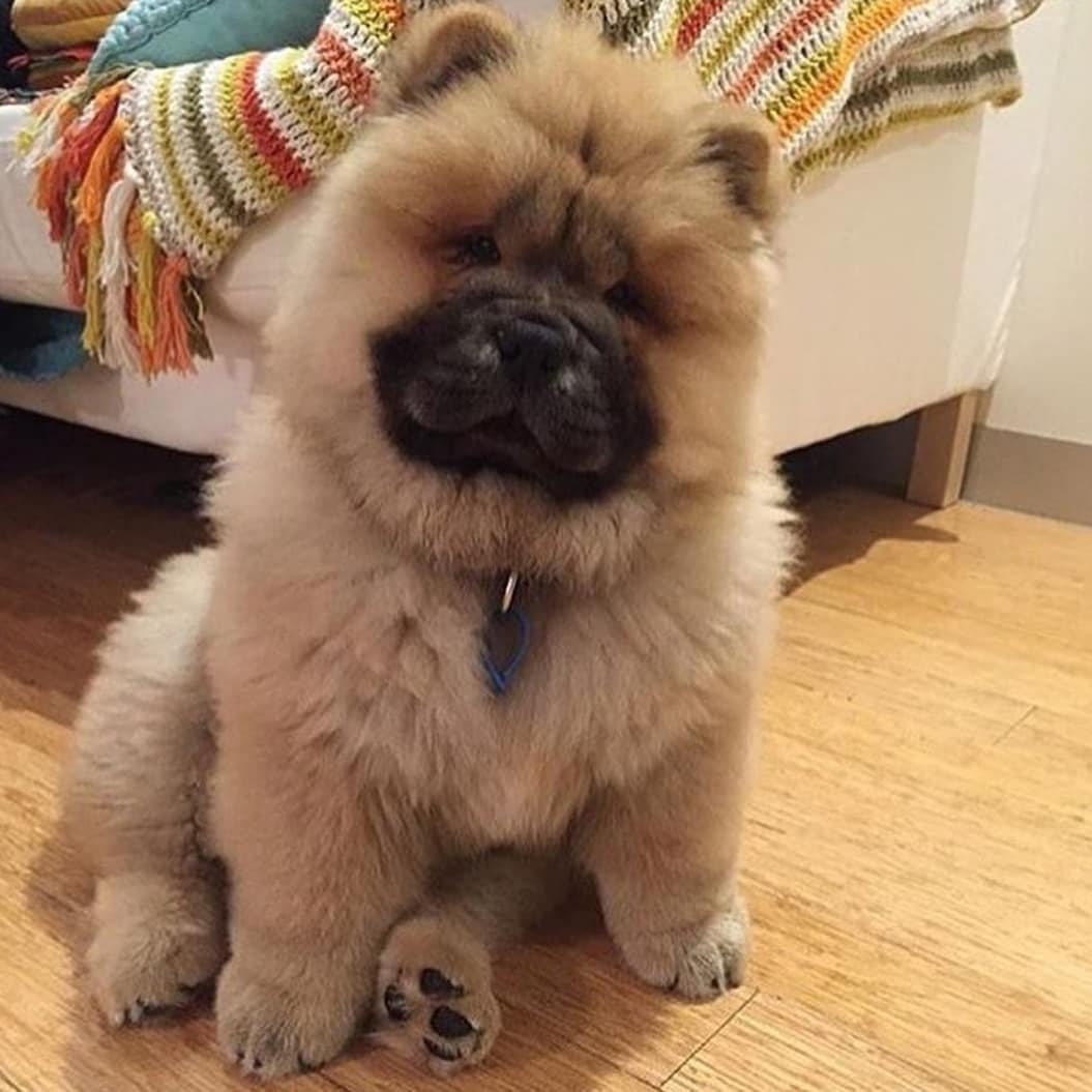 20 Pics Of Chunky Puppies That Look Exactly Like Teddy