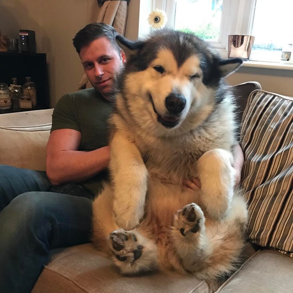 big fluffy bear