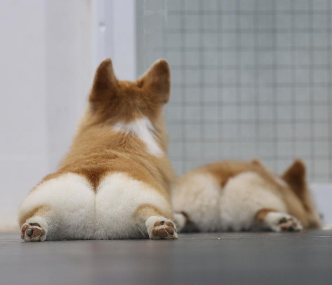 corgi butt head rest