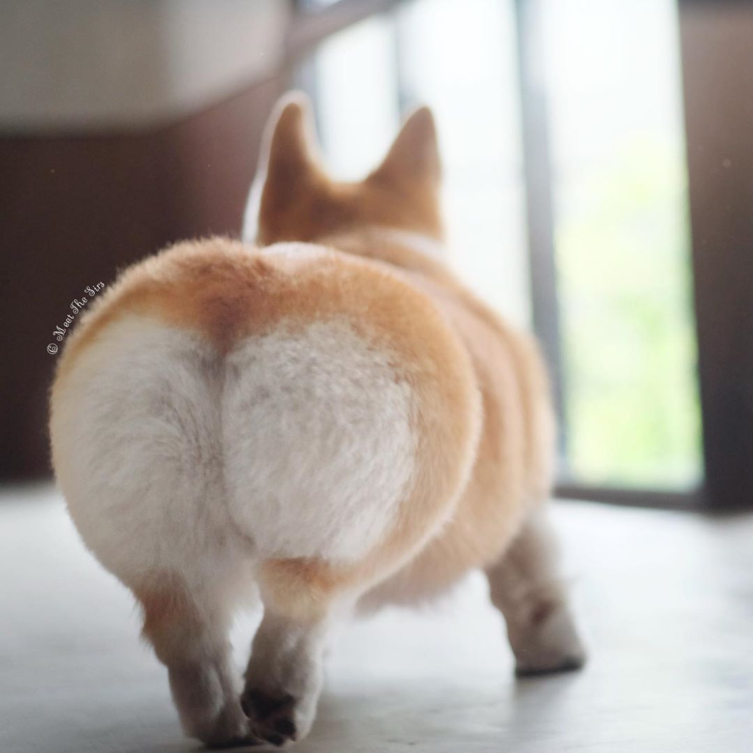 25 Gorgeous Photos Of Corgi Butts That Will Drive You Completely Nuts 