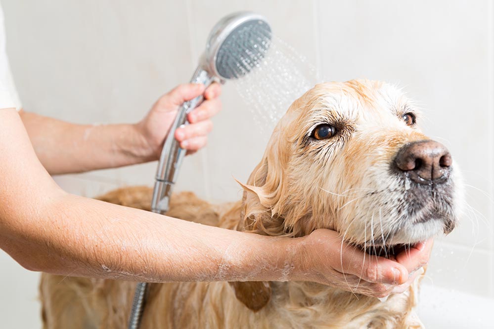 Dog Grooming Tips to Keep Your Dog Clean & Healthy