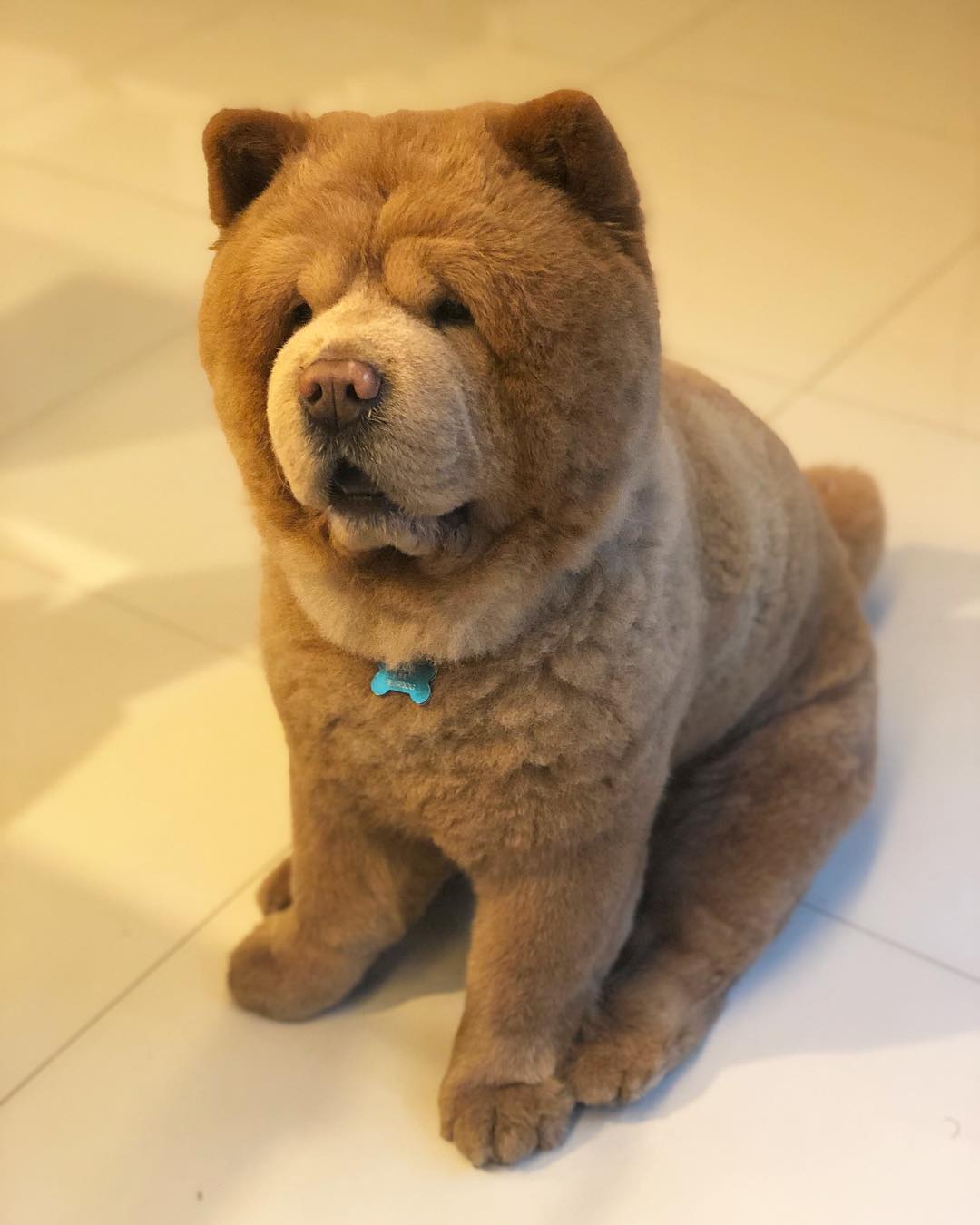 Impossibly Fluffy Chow Chow Dog Looks Like An Adorable Life Size Teddy Bear (20 Pics) | Dogs Addict