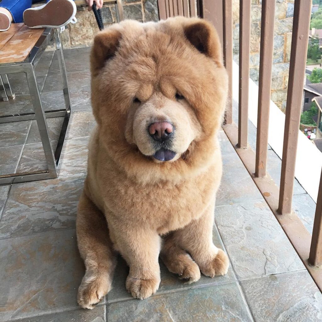 dog that looks like a bear name