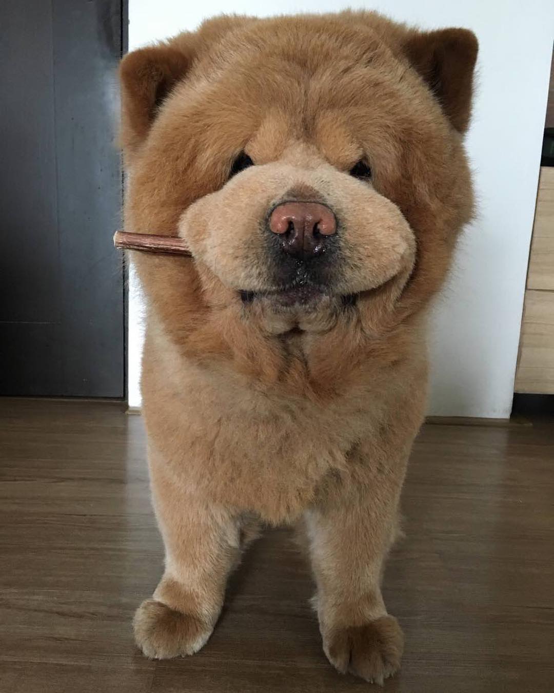 Impossibly Fluffy Chow Chow Dog Looks Like An Adorable