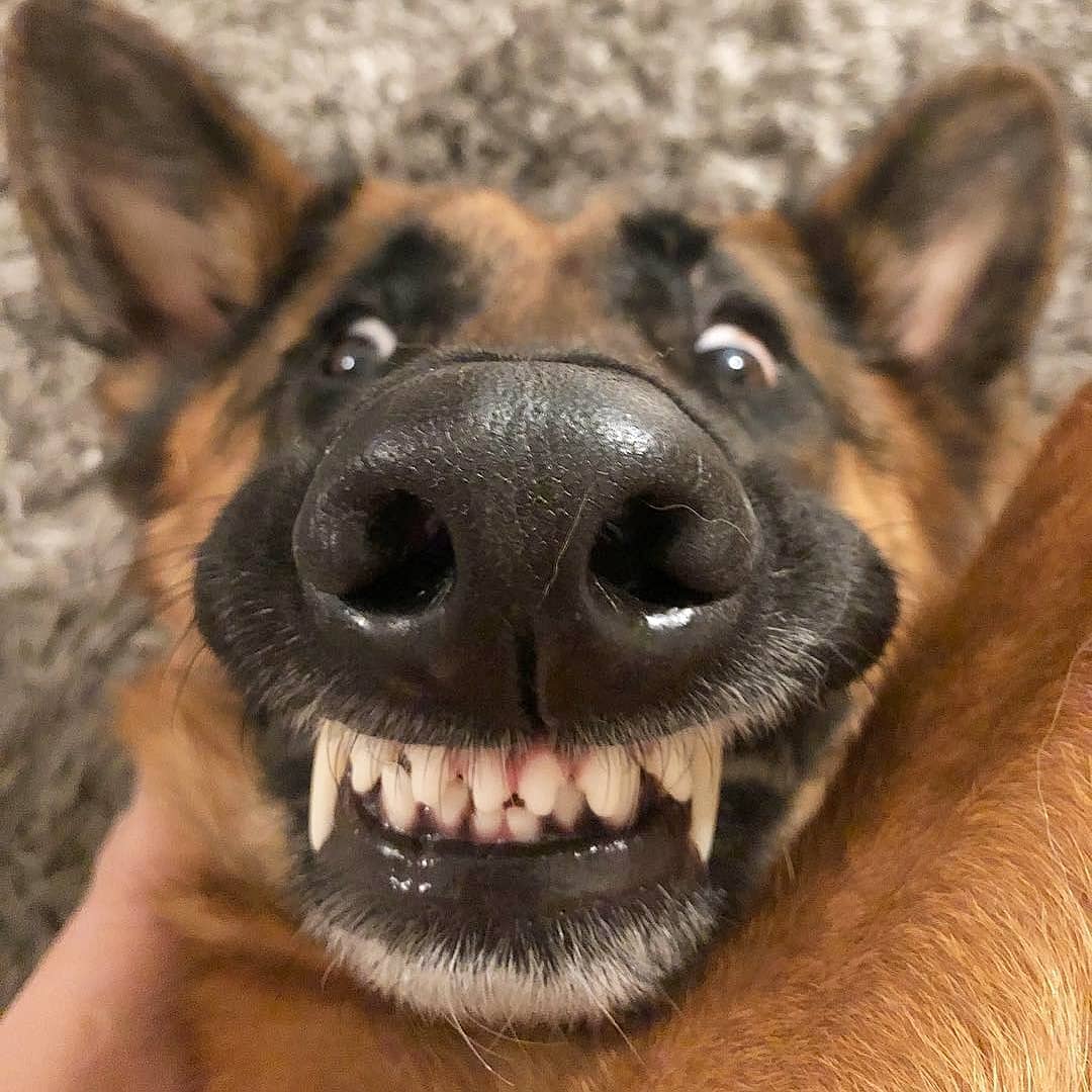 22 Pics Of German Shepherd Dogs To Put A Smile On Your Face | Dogs Addict