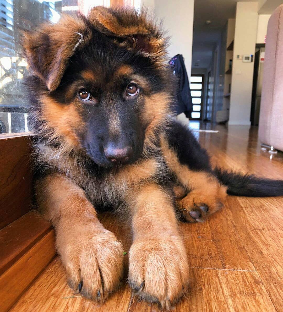 22 Pics Of German Shepherd Dogs To Put A Smile On Your Face | Dogs Addict