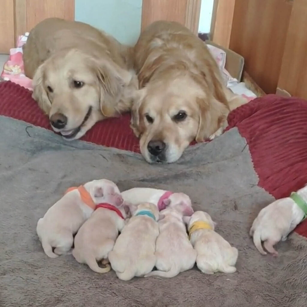 Golden Retriever Parents Adorably Watch Over Their 7 Newborn Puppies