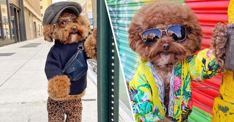 Maltipoo Dog Goes Viral For His Poses