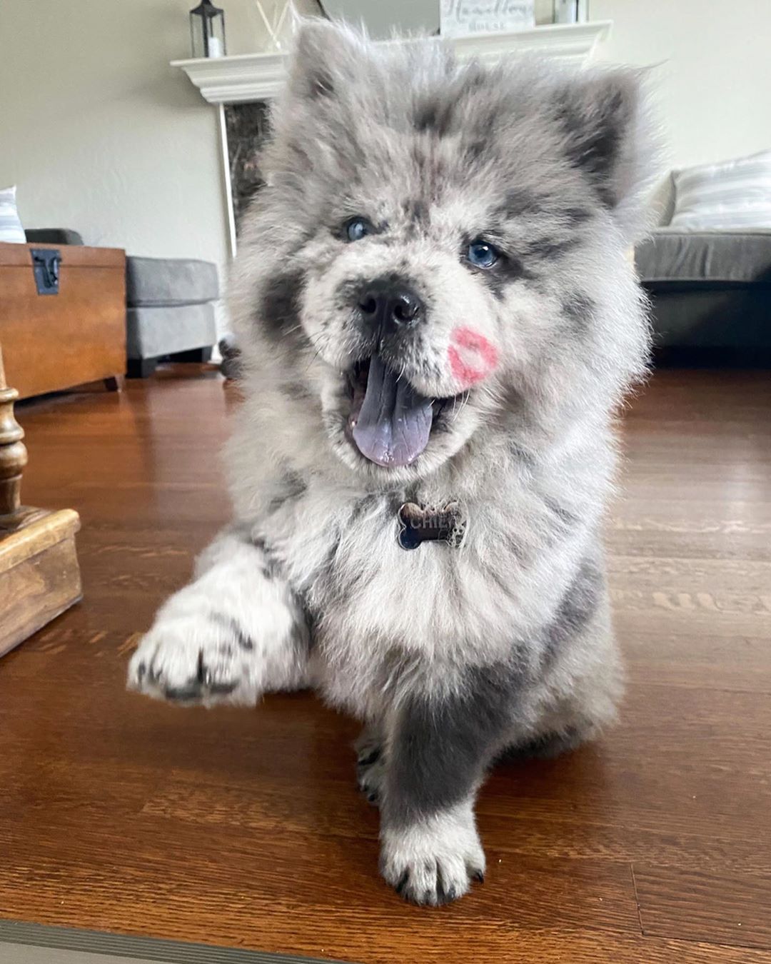 Chow Puppy Nicknamed "Oreo Cloud" Looks Like an Oreo