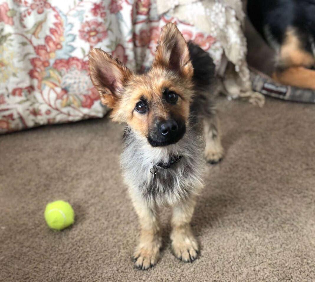 Meet Ranger, The Tiny German Shepherd With Dwarfism That Means He Will Look Like A Puppy Forever