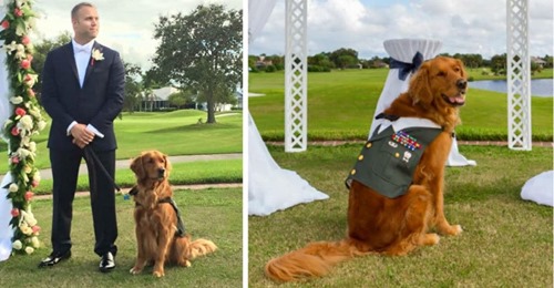 Service Dog To Be The Best Man At Wedding