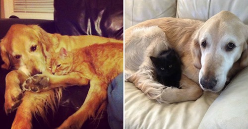 Dog Was Devastated When His Cat Sister Passed Away