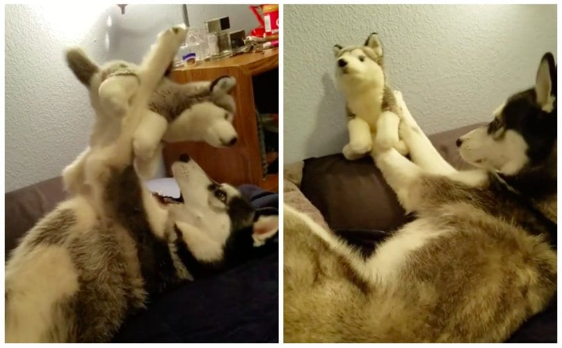 Husky Pup Gets Frustrated