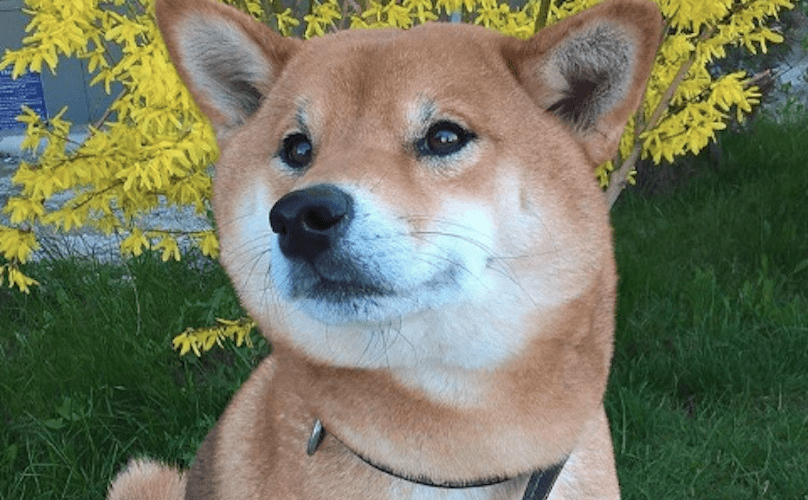 What It’s Like To Own A Shiba Inu