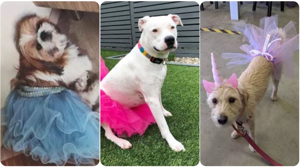 14 Dogs Looking Pretty in Tutus