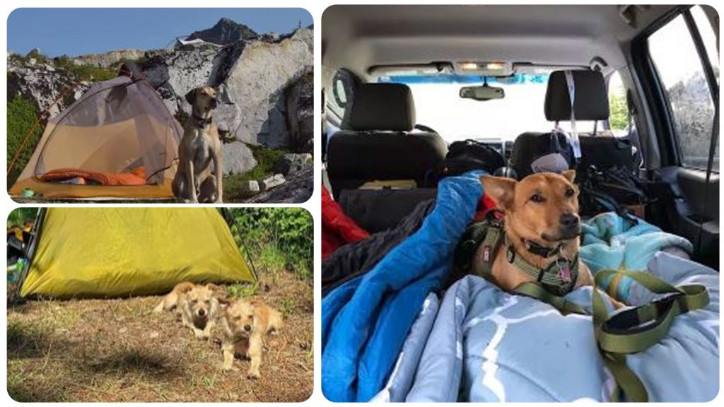 14 Dogs on Camping Trips