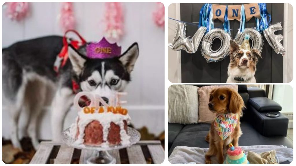 15 Dogs Celebrating Their Very First Birthdays