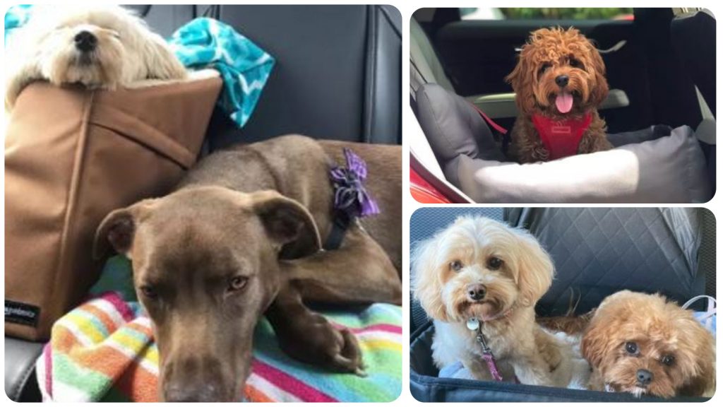 15 Dogs Enjoying a Ride in Their Car Seats