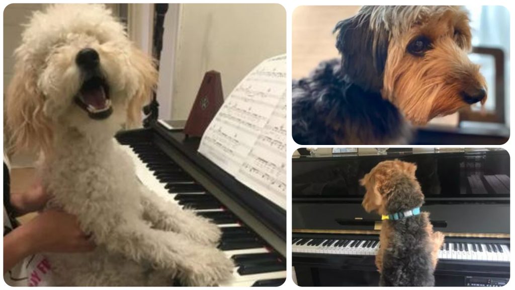 15 Dogs Playing Piano to Brighten Your Week