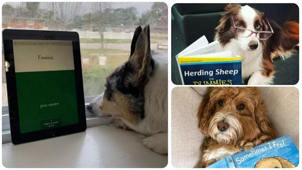 15 Dogs Who Are Bibliophiles
