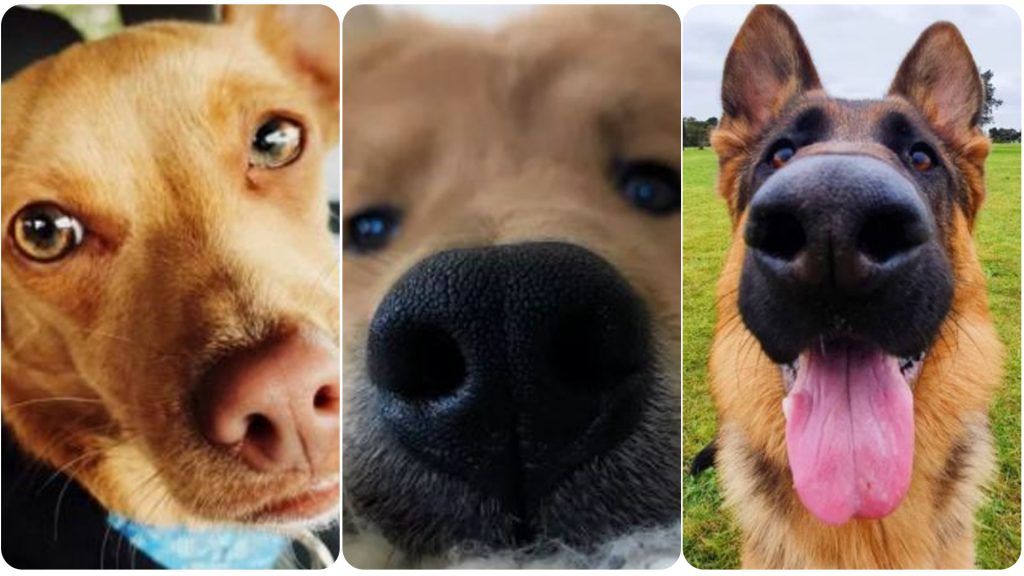 15 Dogs With Perfectly Boopable Noses