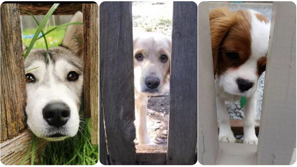 20 Dogs Peeking at You Through Fences