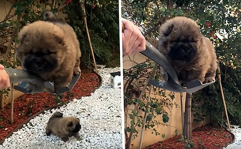 Ball Of Fluff’s Preferred Transportation Of Choice? A Shovel.